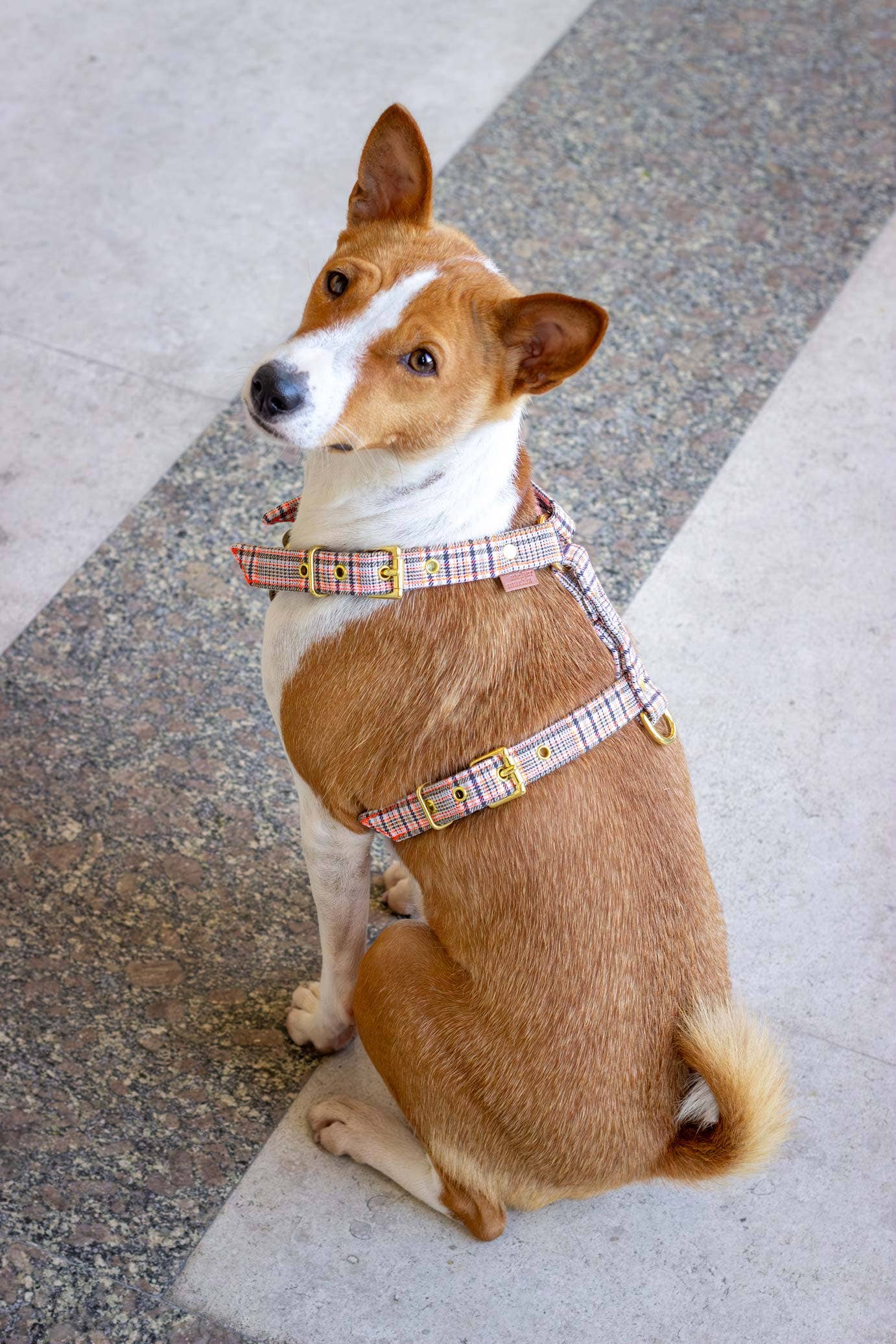 Baron dog harness