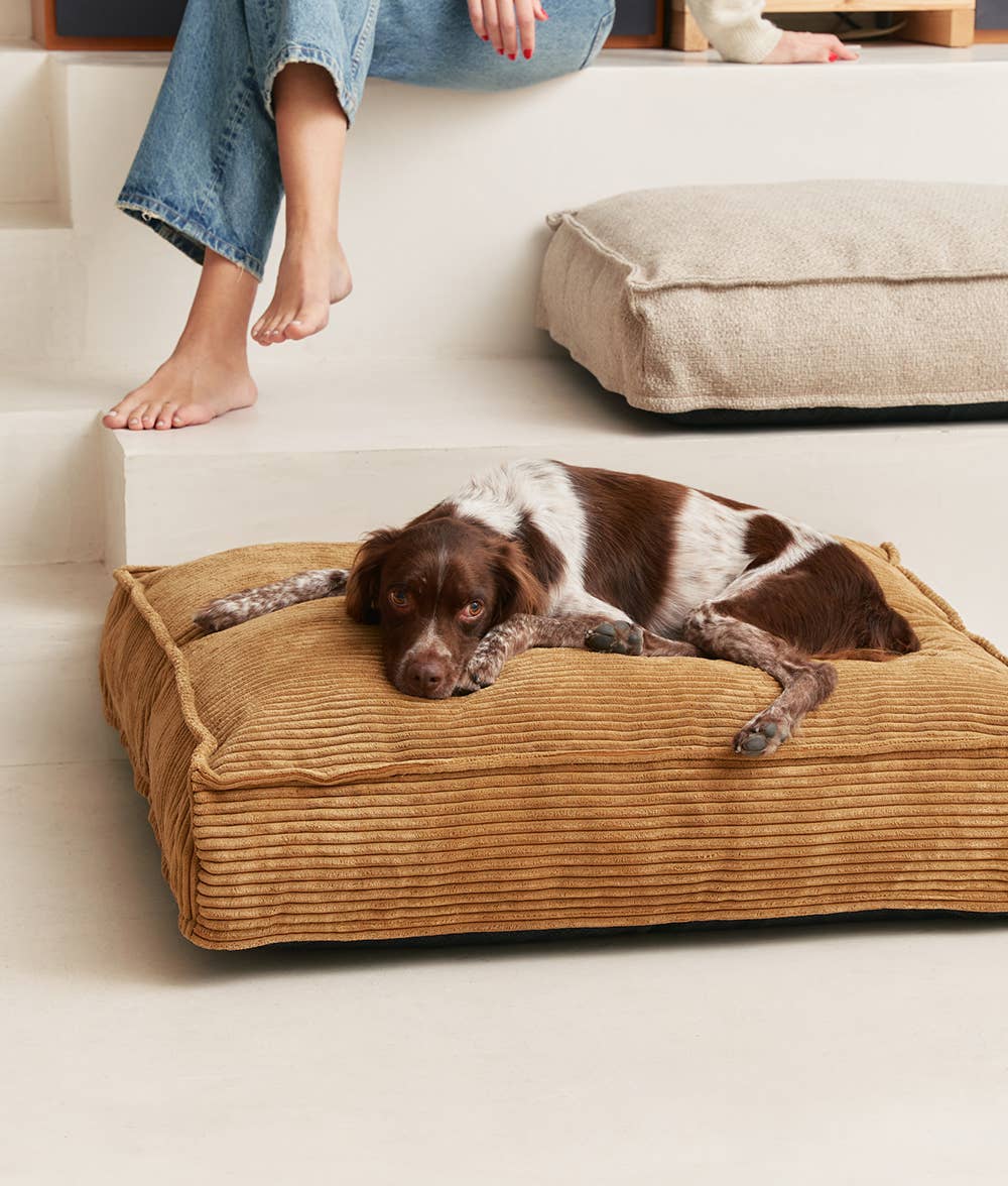 Cama ortopédica cuadrada para perros