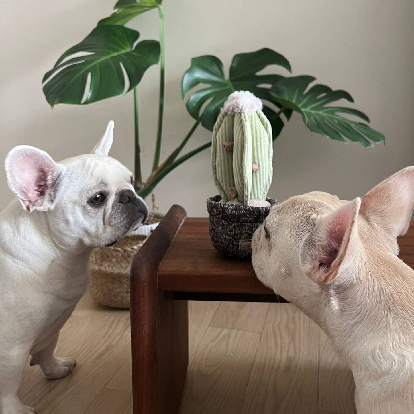 Cactus jouet pour chien à priser