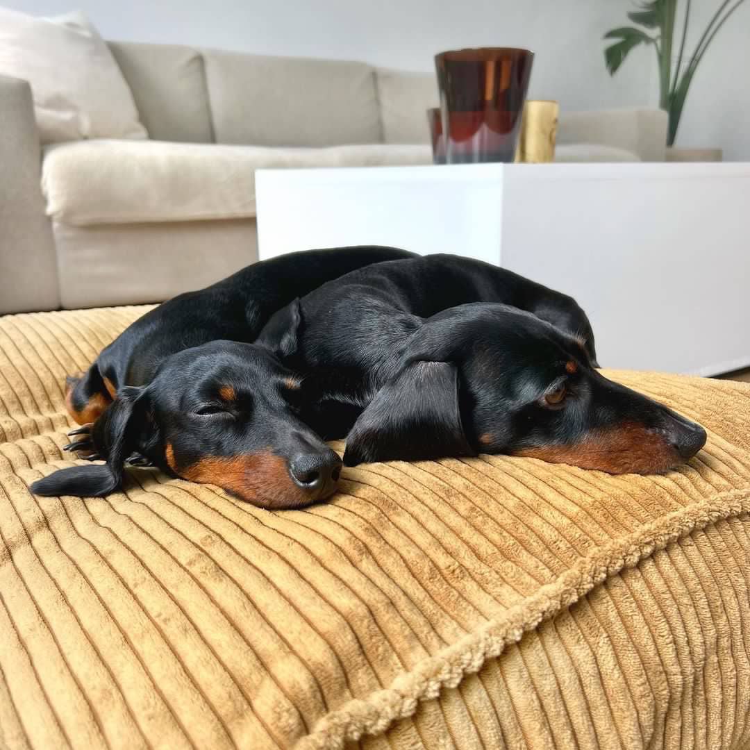 Cama ortopédica cuadrada para perros