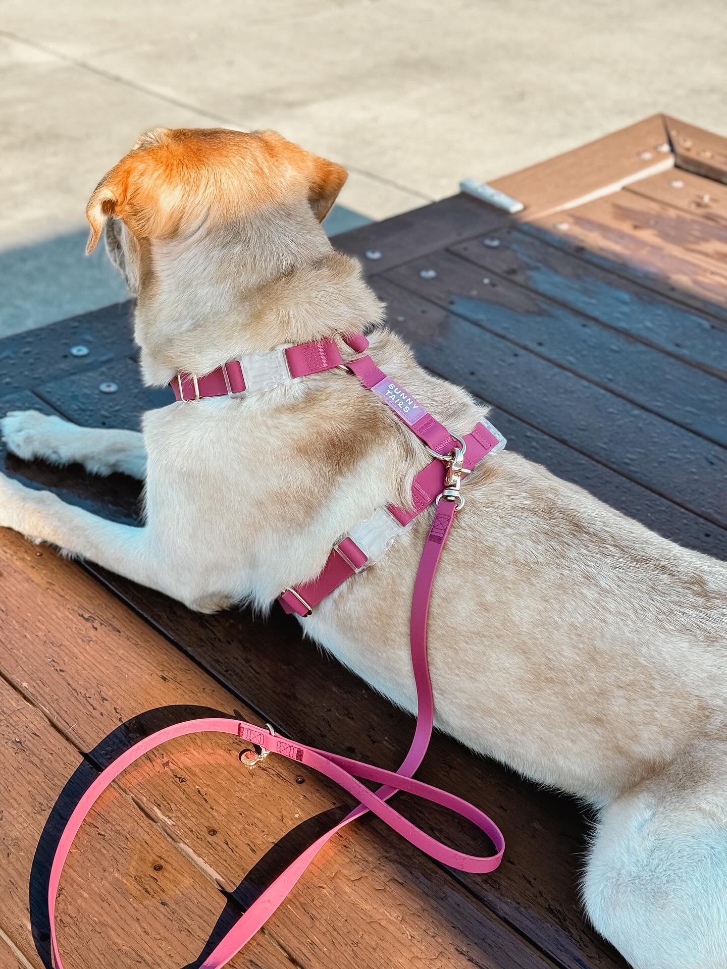 Harnais pour chien léger