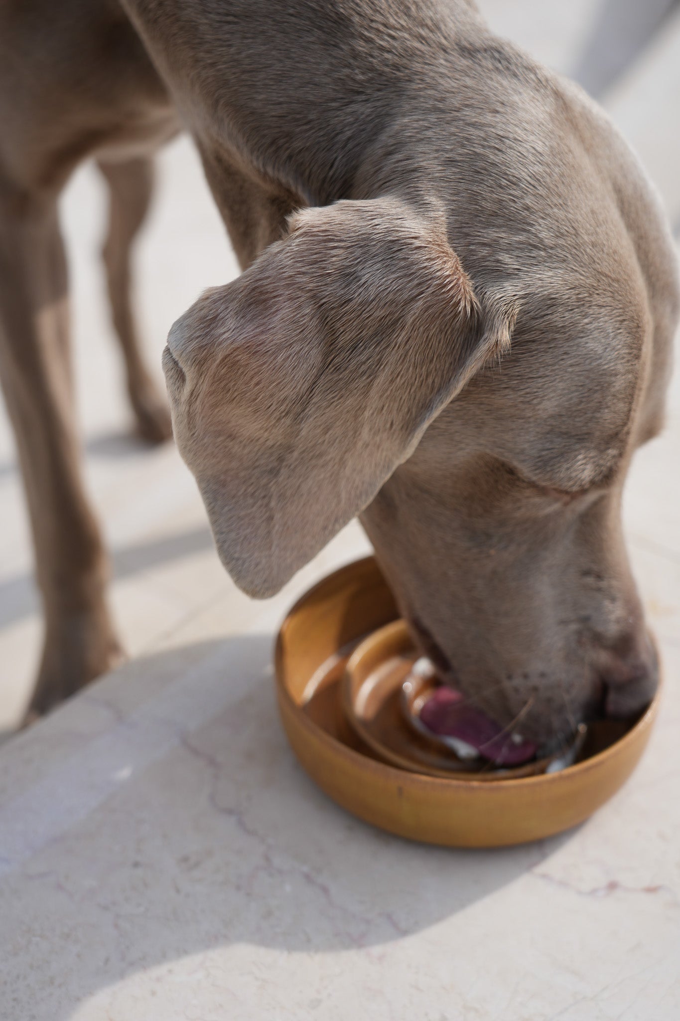 Handmade Ceramic Dog Slow Feeder Bowl by PawPaw
