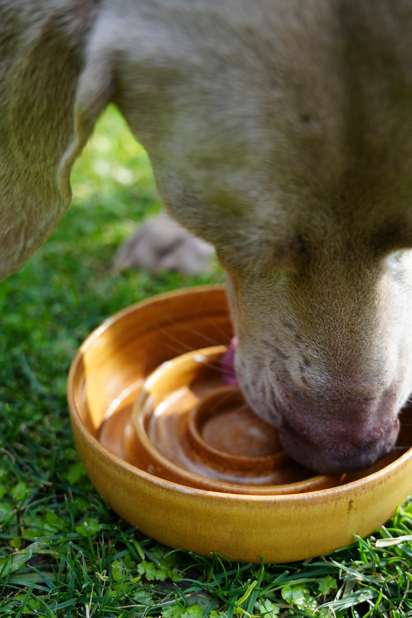 Handmade Ceramic Dog Slow Feeder Bowl by PawPaw
