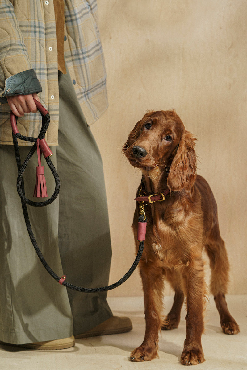 Collar para perro Pony Makarony