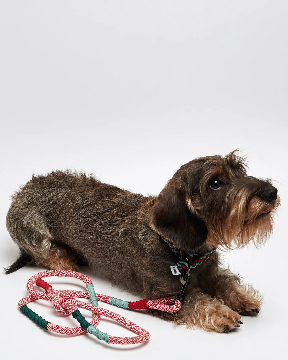 Laisse pour chien classique Corme