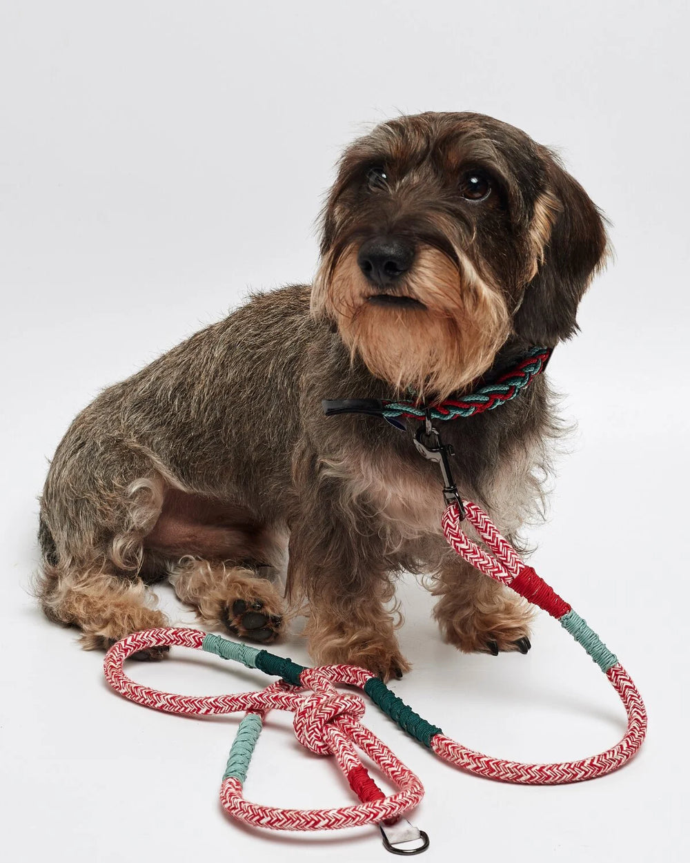 Laisse pour chien classique Corme