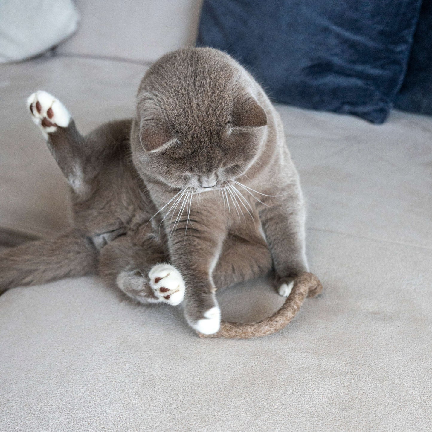 Serpents en feutre pour chats