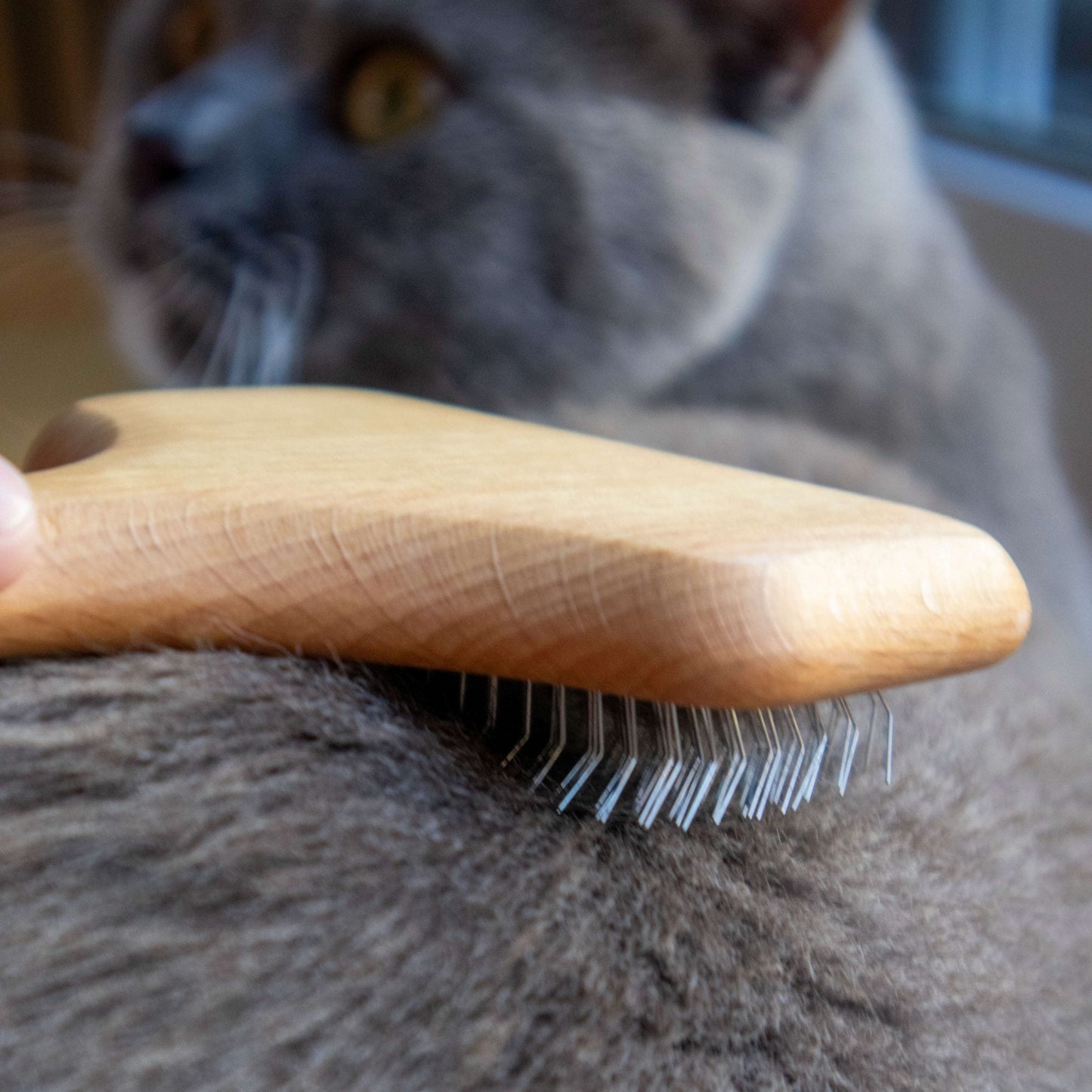 Brosse de toilettage pour chats