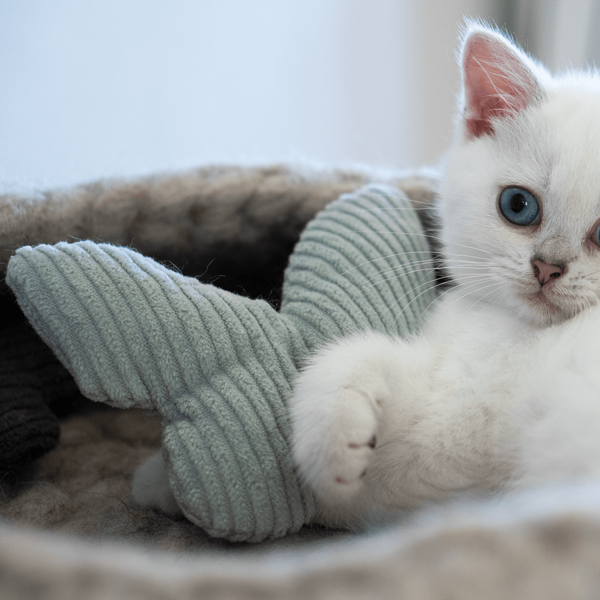 Jouet parfumé pour chat