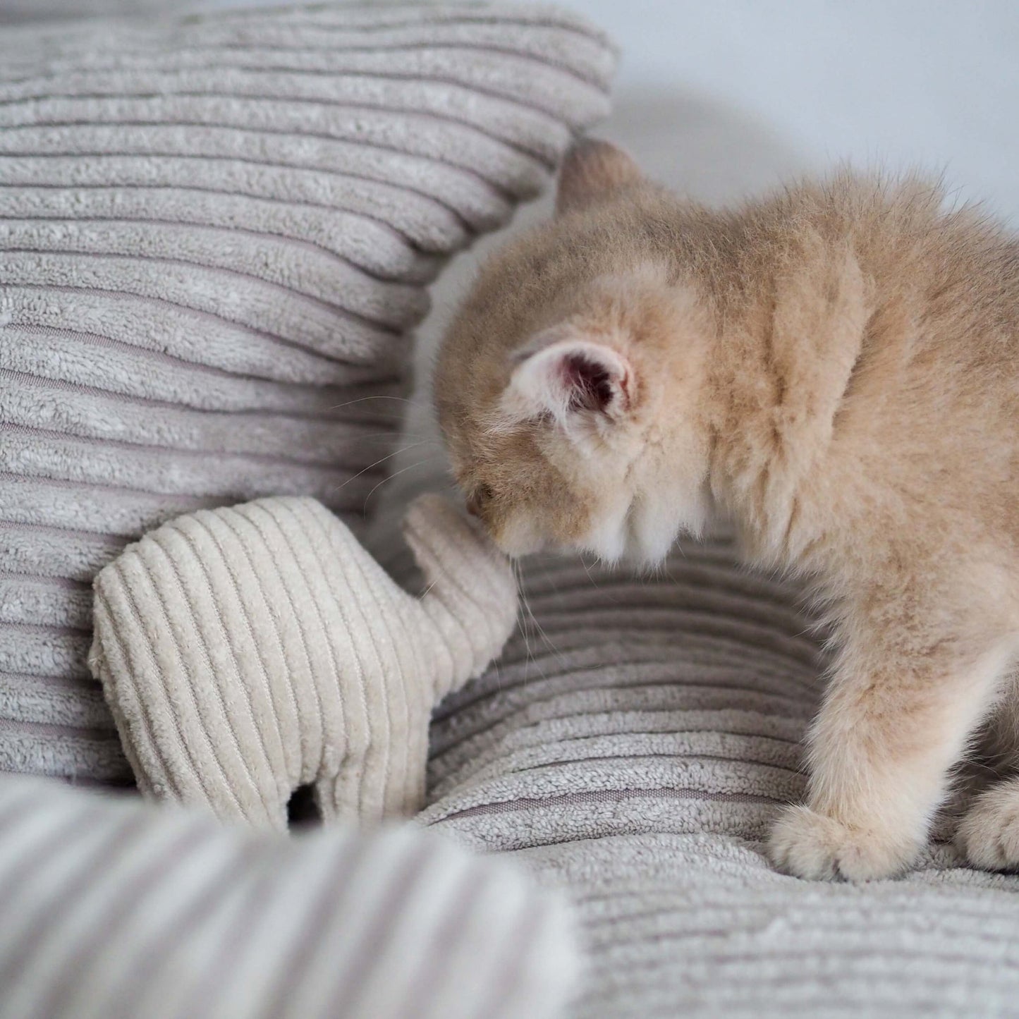 Jouet parfumé pour chat