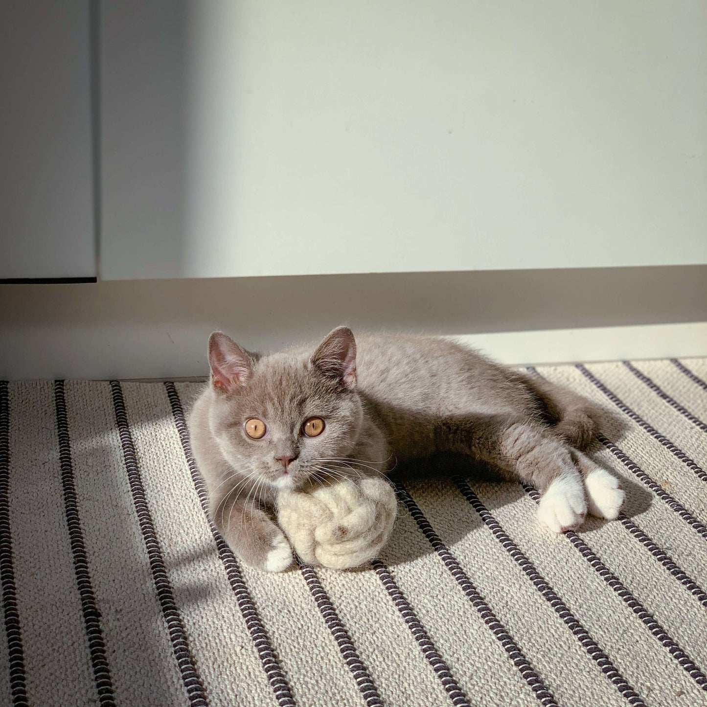 Piłka do gry dla kotów