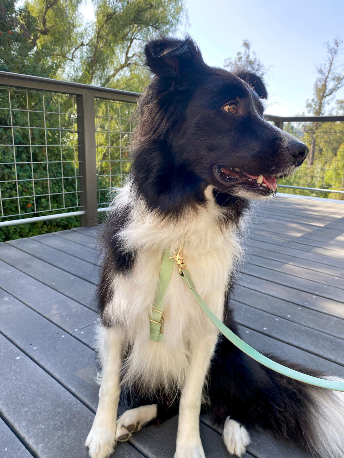 Harnais pour chien léger