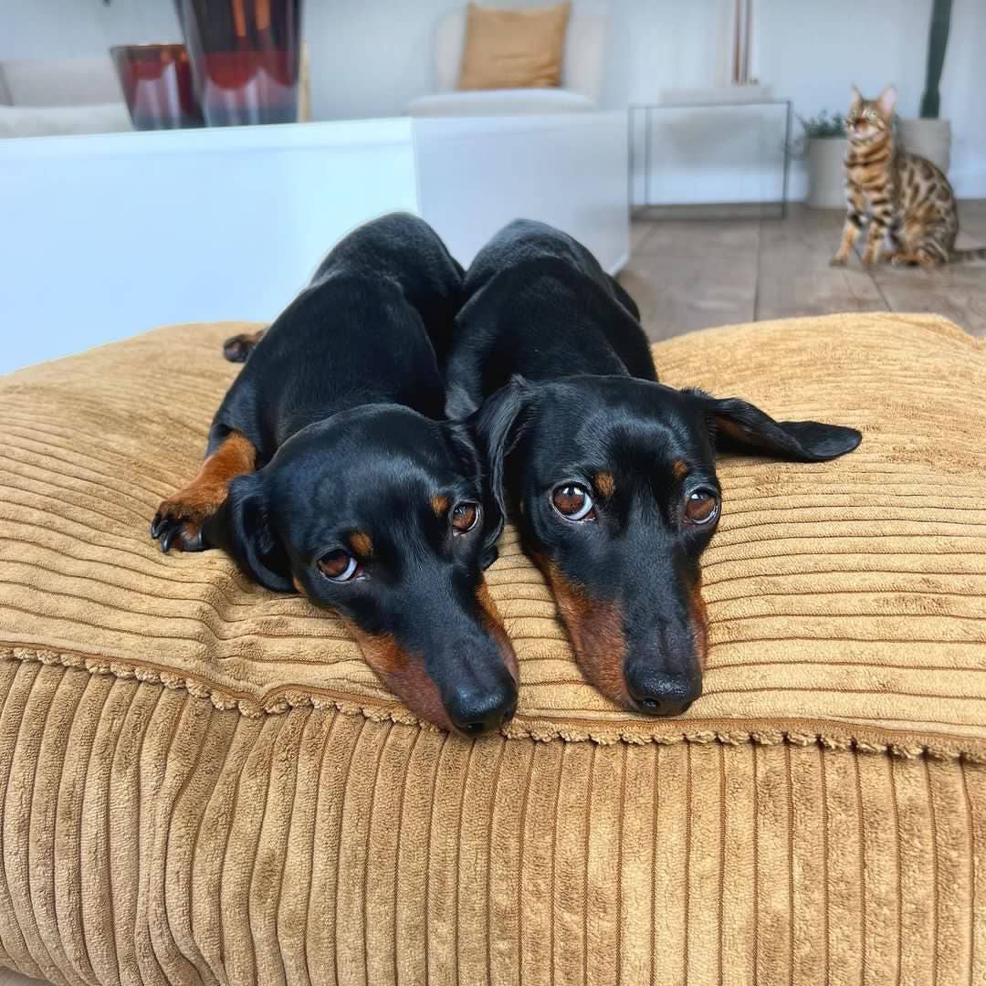 Cama ortopédica cuadrada para perros