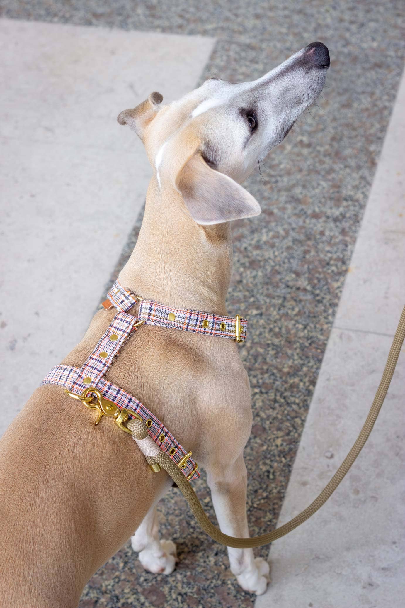 Baron dog harness