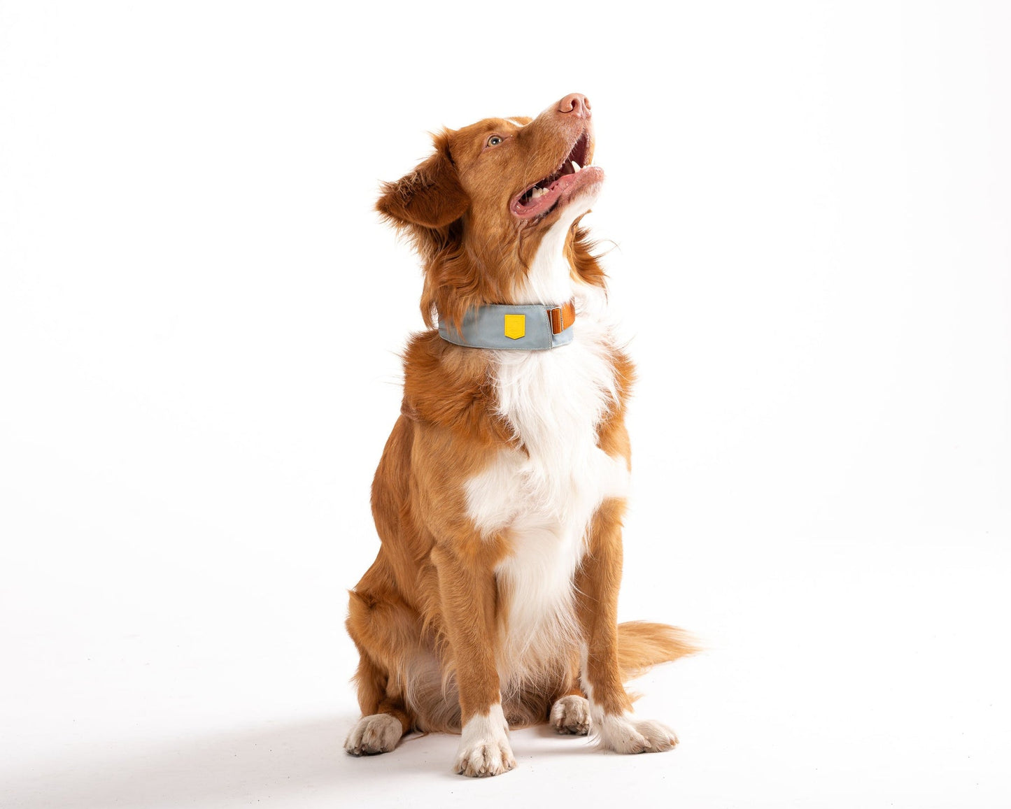Alpha Dog Collar