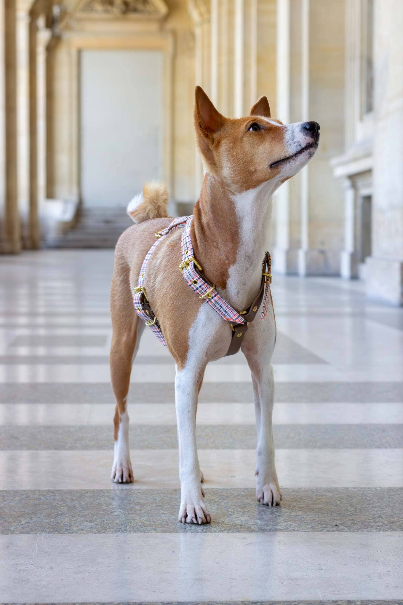 Baron dog harness