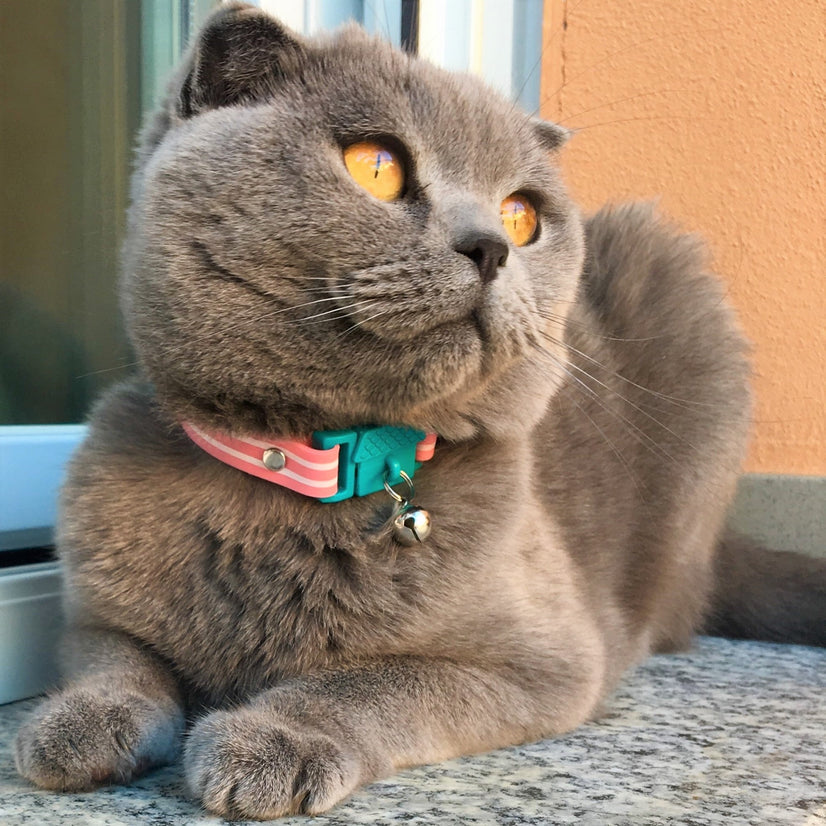 Cat Collar