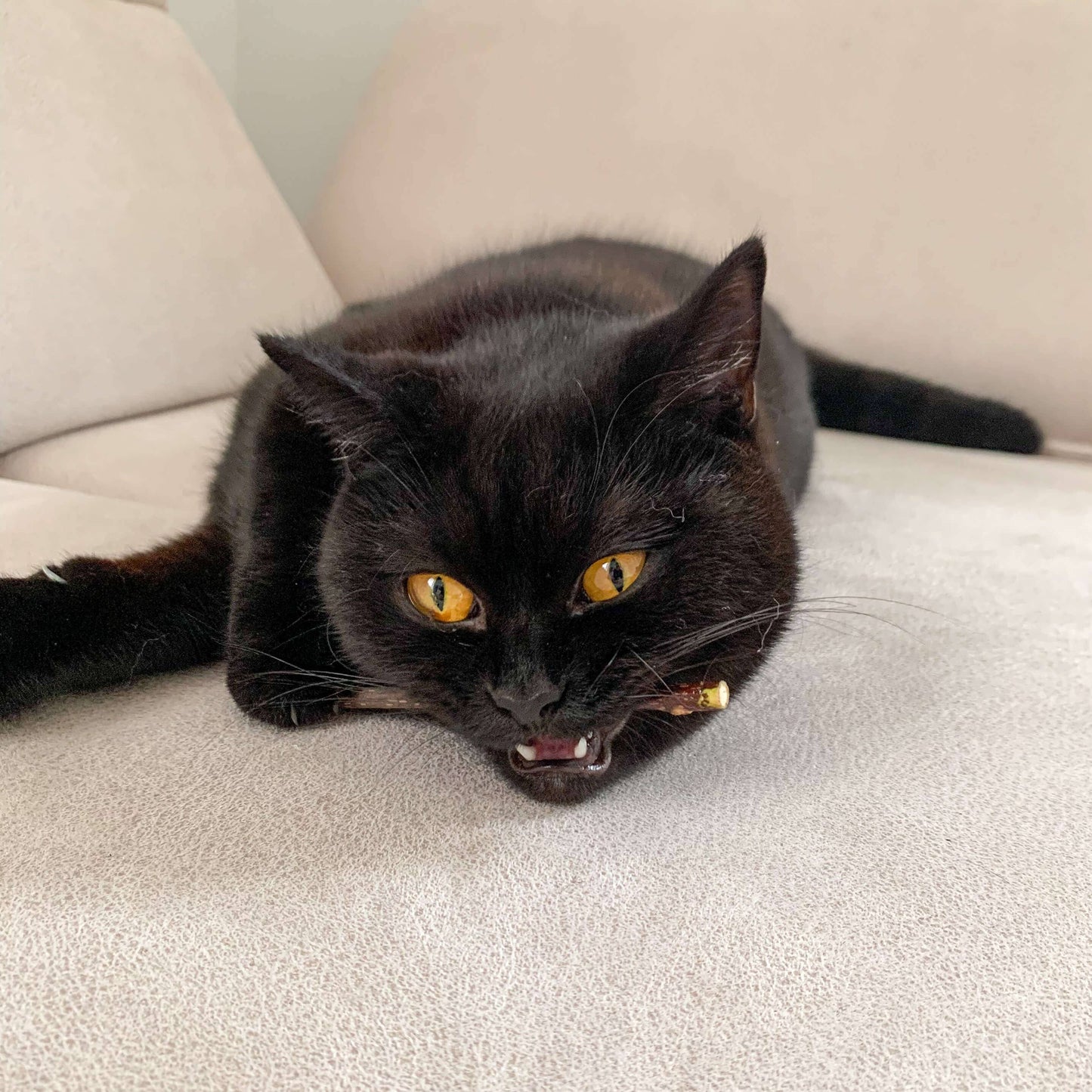 Bâtonnets Matatabi pour chats