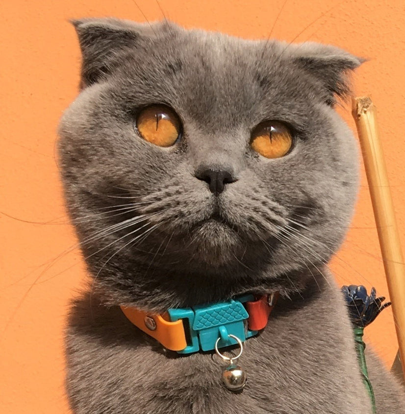 Cat Collar