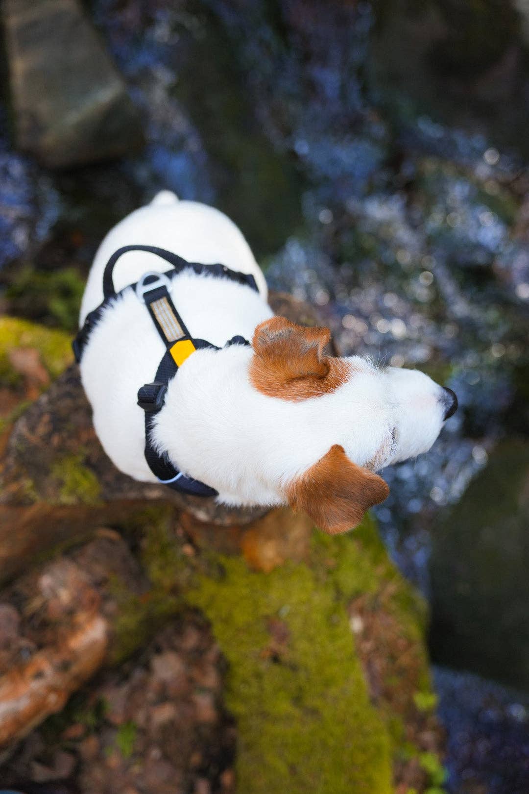 Roam Dog Harness