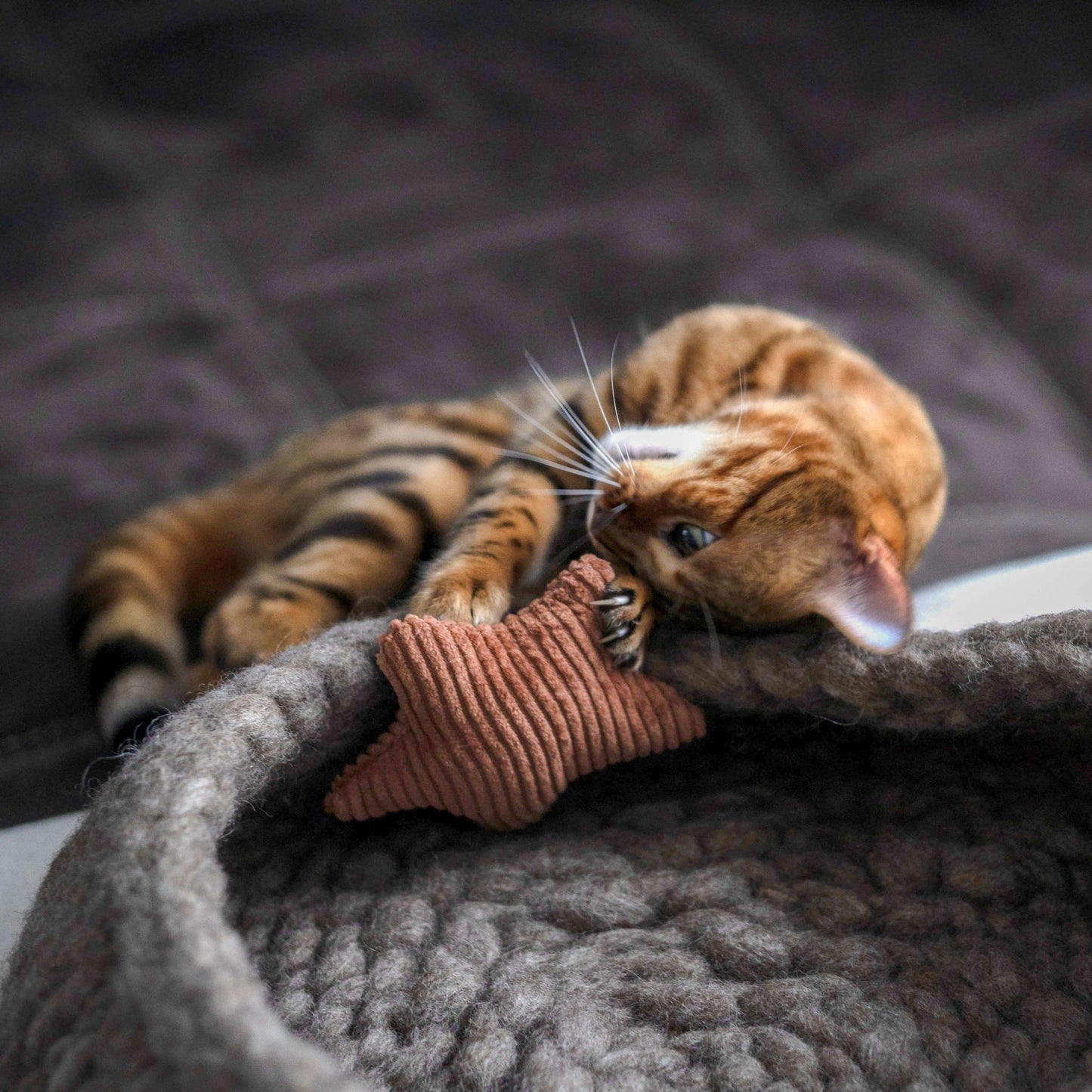 Jouet parfumé pour chat