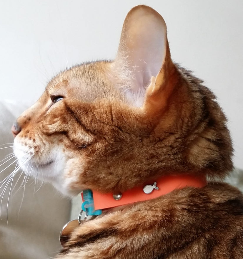Cat Collar