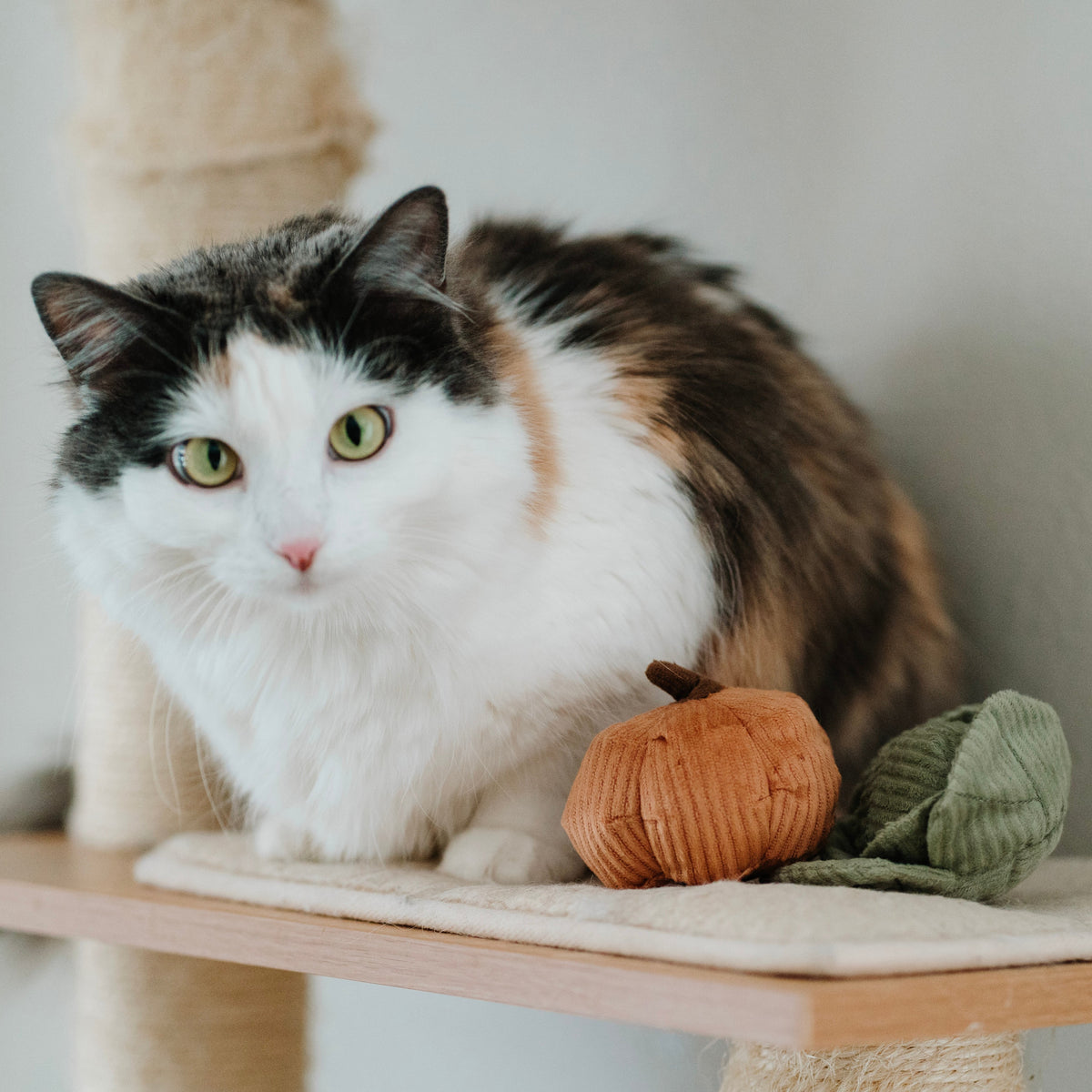 Enrichment Cat Toy Veggies