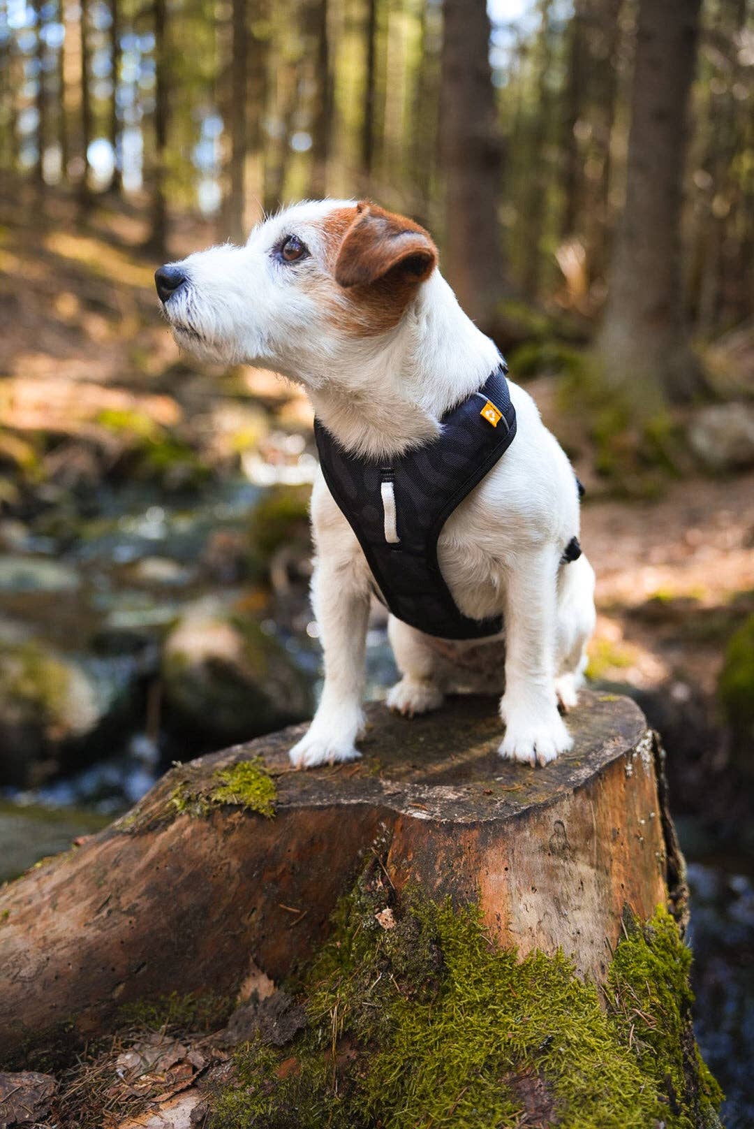 Harnais pour chien errant