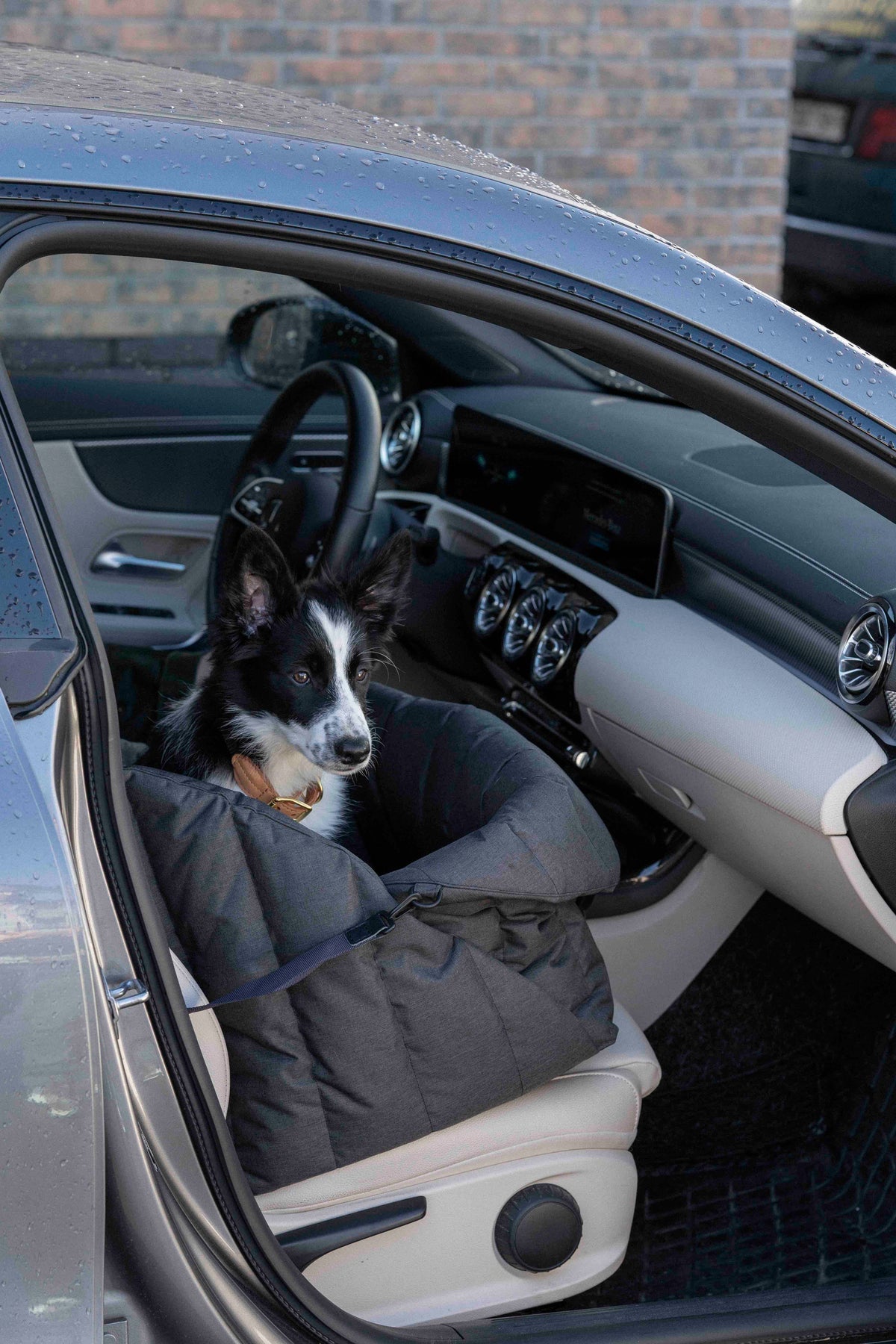 Siège d'auto pour chiens