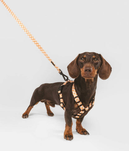 Juno Dog Leash