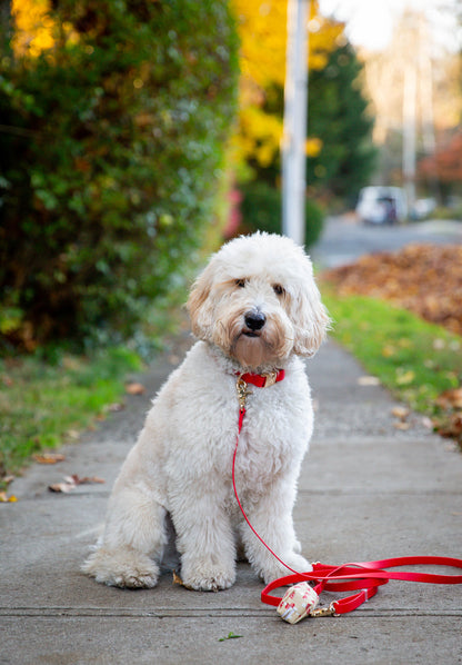 Collier de chien imperméable