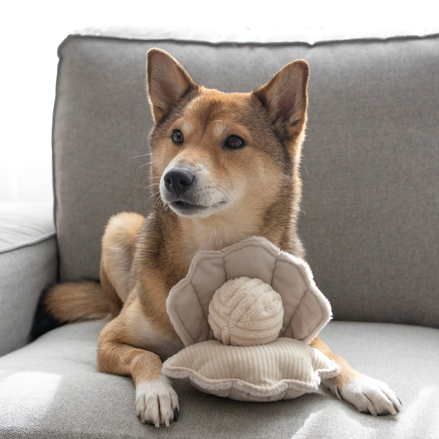 Enrichment Dog Toy Oyster