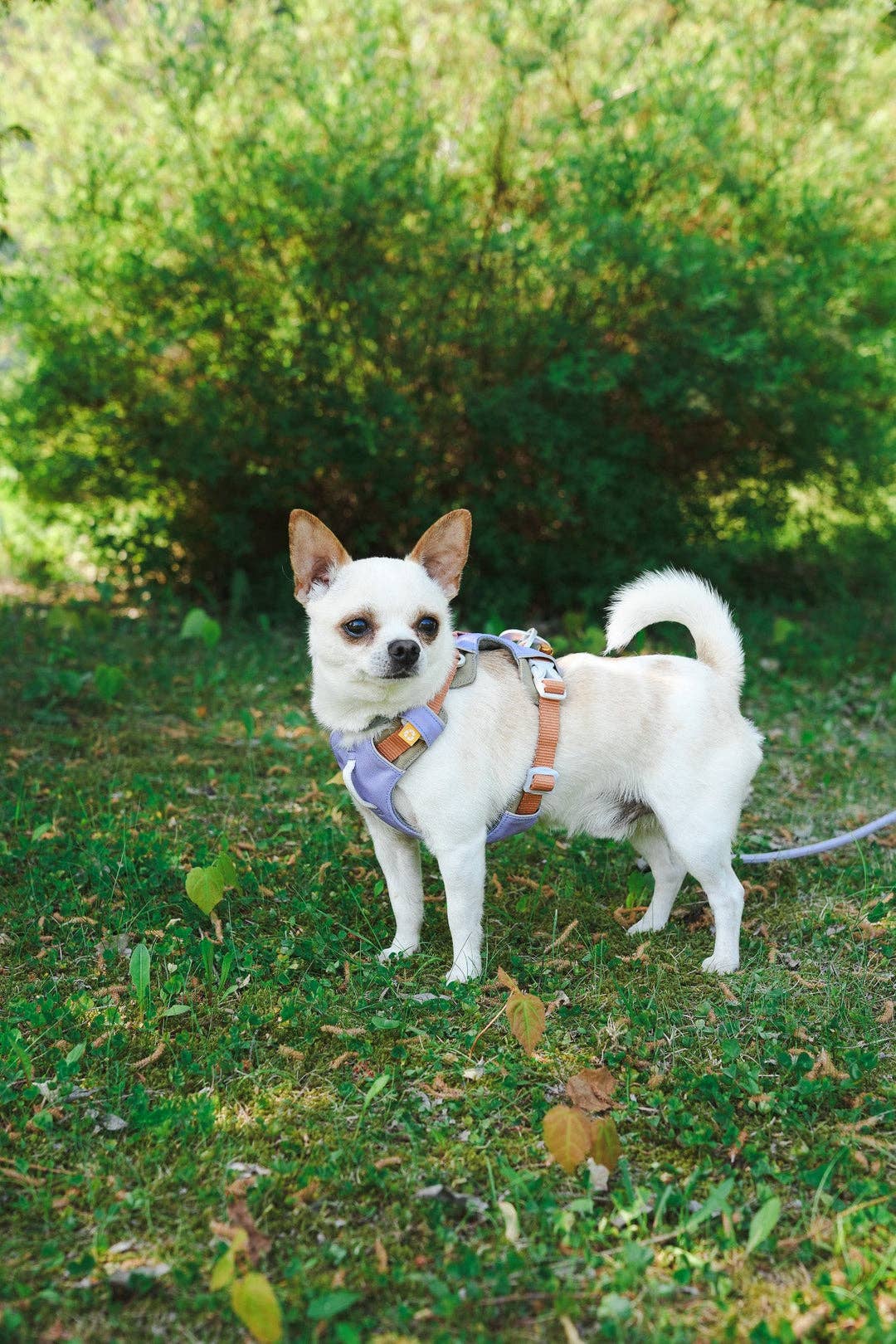 Alpha Dog Harness