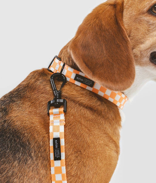 Collier pour chien Juno