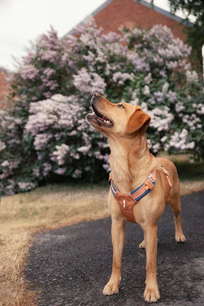 Harnais pour chien Alpha