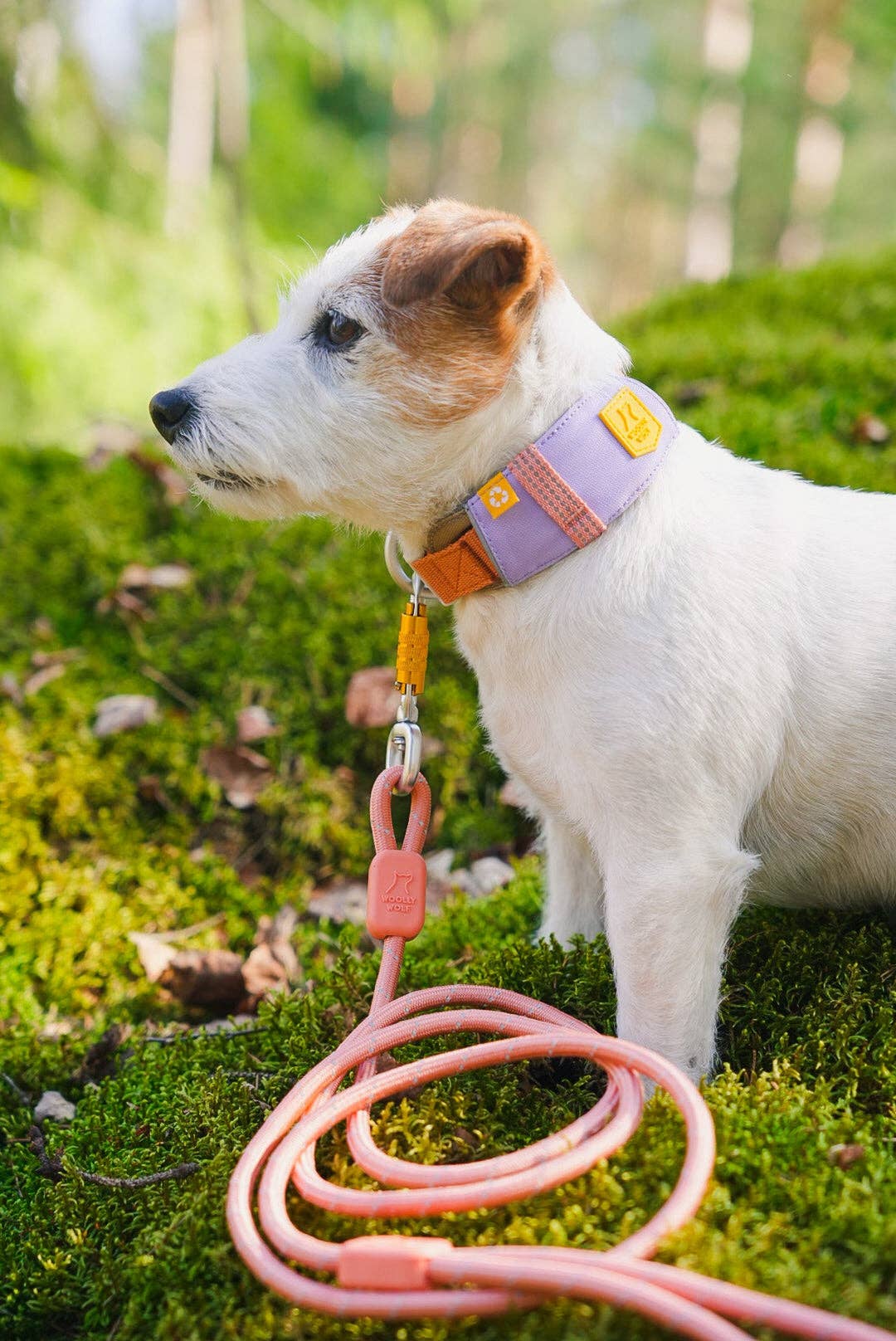 Collier pour chien Alpha