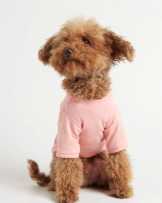 T-shirt chien Imi