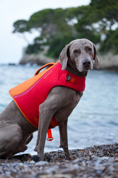 Chaleco salvavidas para perros