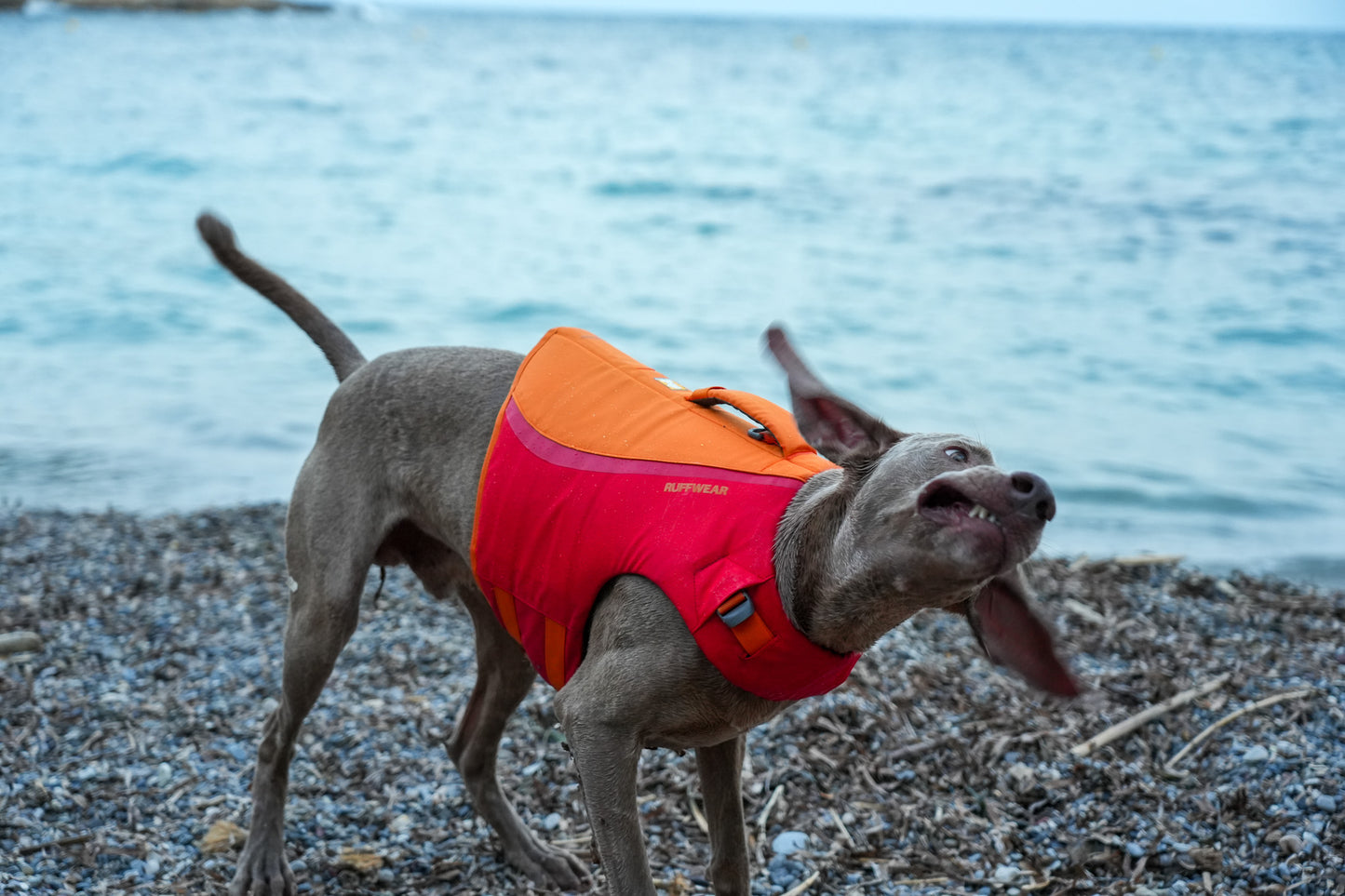 Gilet de sauvetage pour chien