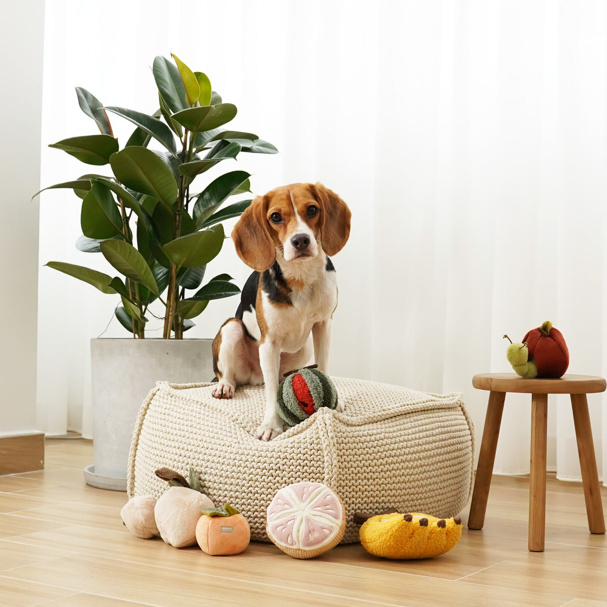 Ensemble de fruits pour chien d'enrichissement