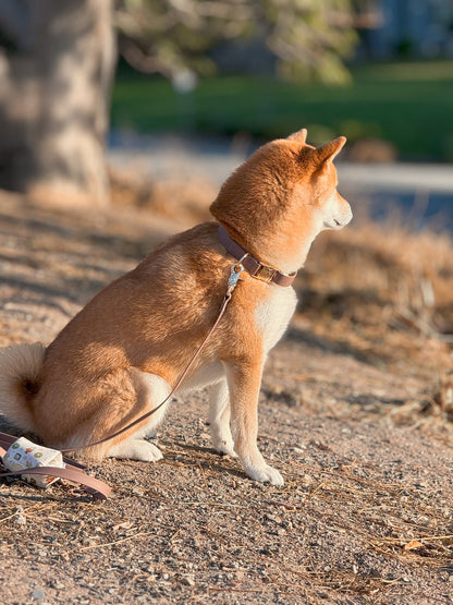 Collier de chien imperméable