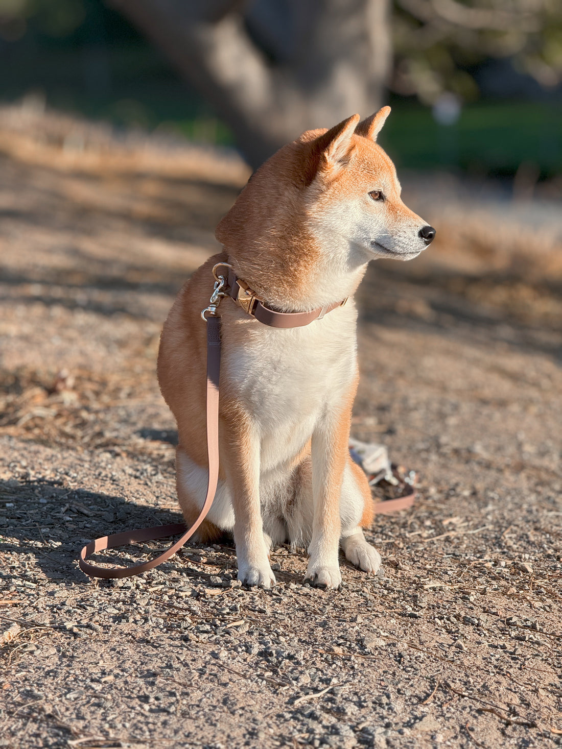 Laisse imperméable pour chien