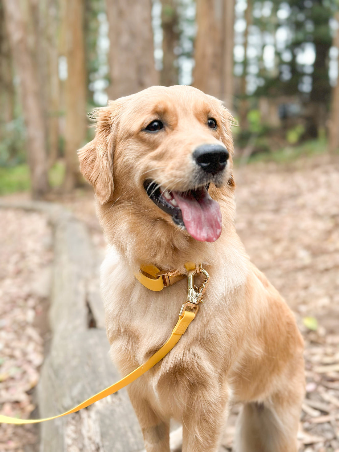 Convertible Hands Free Dog Leash