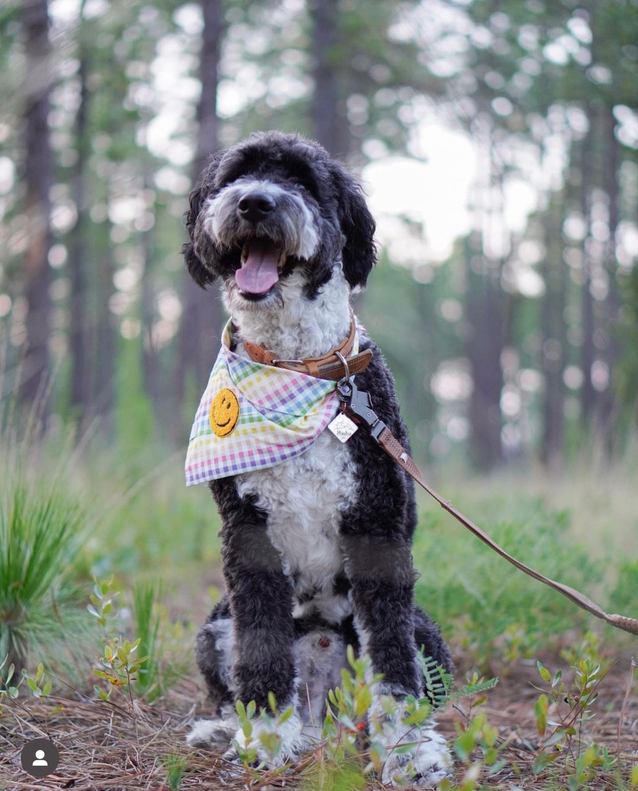 Bandana tęczowego psa