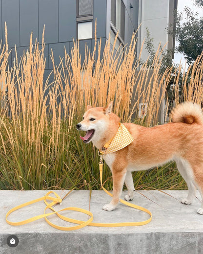 Collier de chien imperméable