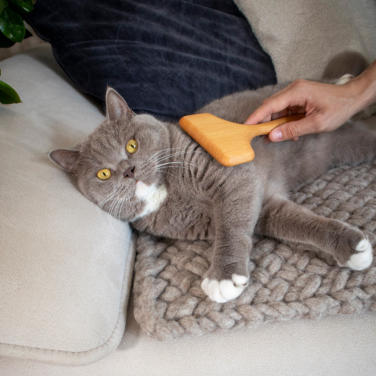 Grooming brush for cats