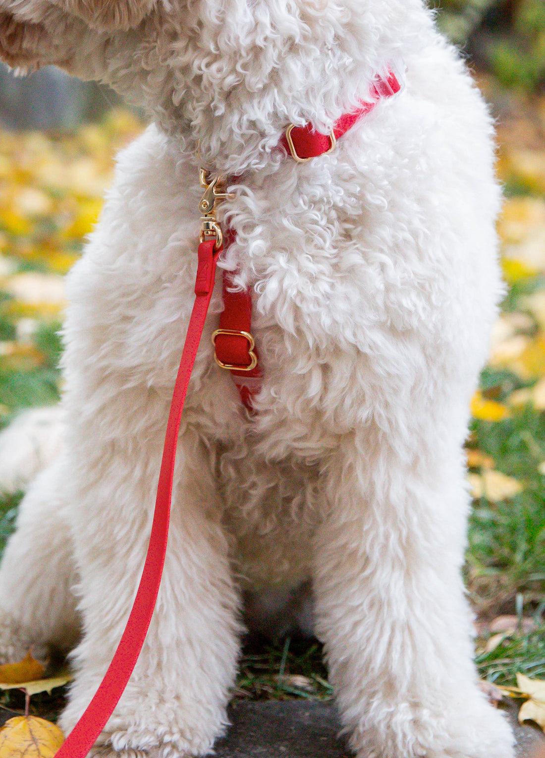 Convertible Hands Free Dog Leash