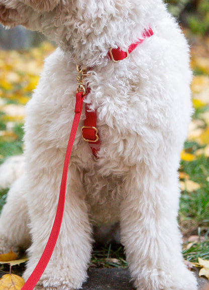 Harnais pour chien léger