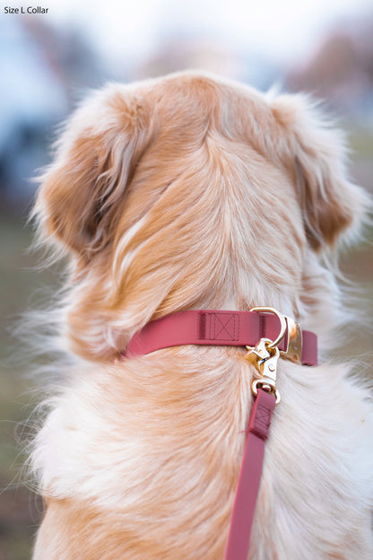 Collier de chien imperméable