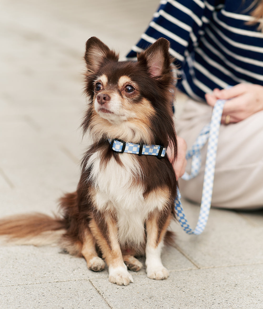 Collier pour chien Juno